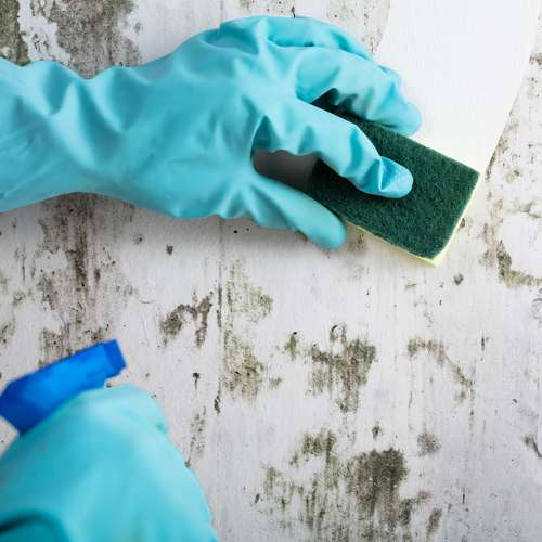 Creating a Healthy Home: The Importance of Mold Remediation